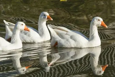 Pato domÃ©stico jigsaw puzzle