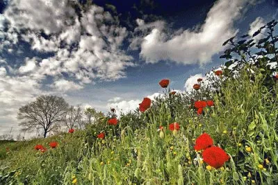 Natura jigsaw puzzle