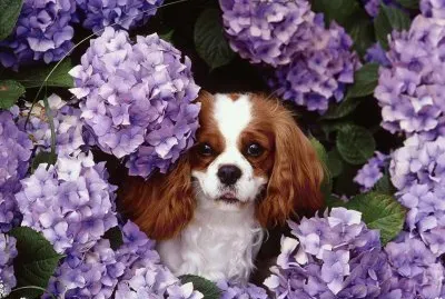 Dog in the Purple Flowers