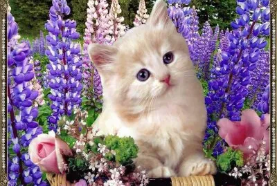 Kitten in the Purple Flowers