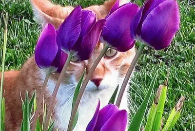Peek-A-Boo Cat in Tulips jigsaw puzzle