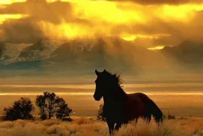 libertad jigsaw puzzle