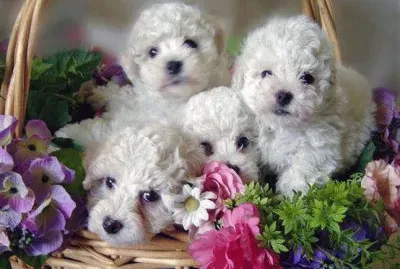 Imagenes