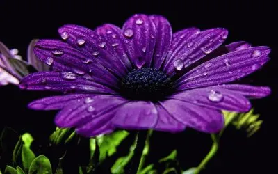 Imagenes jigsaw puzzle