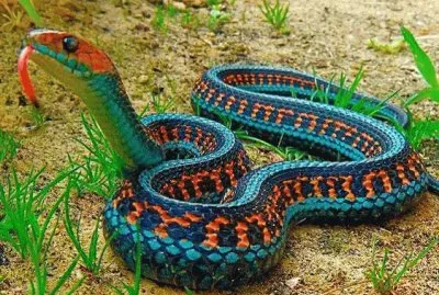 California Red Sided Garter Snake