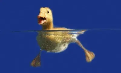 Imagenes jigsaw puzzle