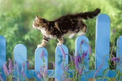Imagenes jigsaw puzzle