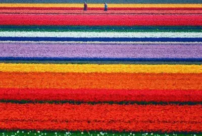 tulip fields-holland