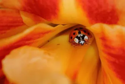 lady bug and lily