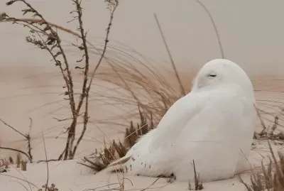 Owl in Arctic