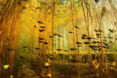 Canadian swamp jigsaw puzzle