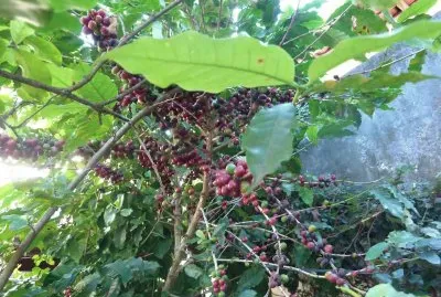 Coffee plantation jigsaw puzzle