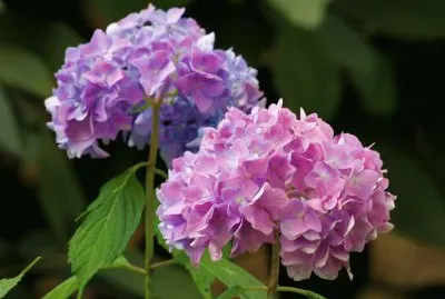 flores