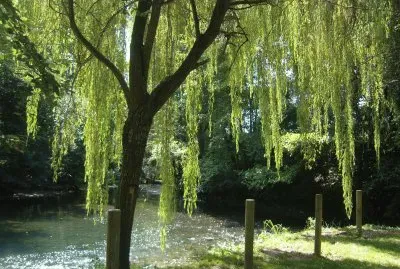 salice sul canale