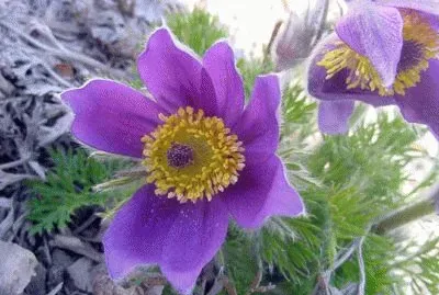 Pulsatilla Vulgaris-Pasque Flower