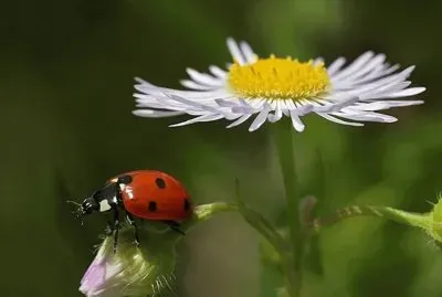 Mariquita en flor