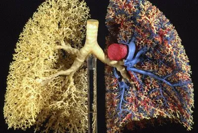 fractal lungs