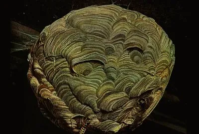 hornets nest jigsaw puzzle