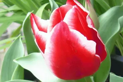 Tulipan jigsaw puzzle