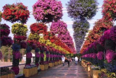 Imagenes
