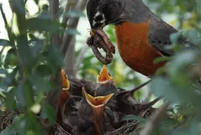 Imagenes jigsaw puzzle