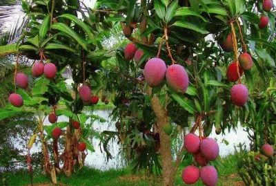 Imagenes jigsaw puzzle