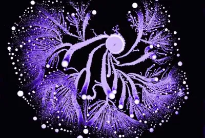 bacteria as art