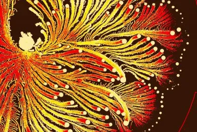 bacteria as art