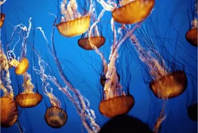 פאזל של medusa