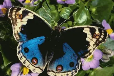 Mariposa Morfo
