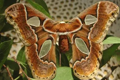 Mariposas Nocturnas - Colombia