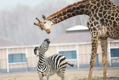 Â¿DÃ³nde estarÃ¡n los leones? jigsaw puzzle