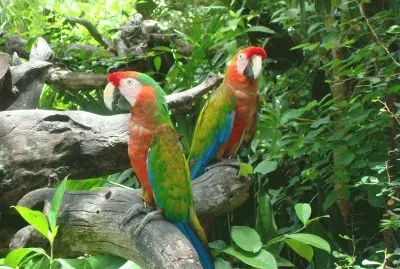 cotorros jigsaw puzzle