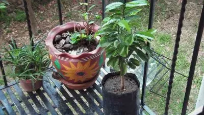 macetas jigsaw puzzle