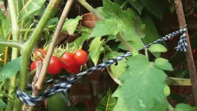 tomates jigsaw puzzle