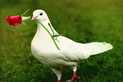 ImÃ¡genes