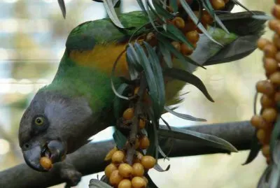 papagaÃ­ jigsaw puzzle