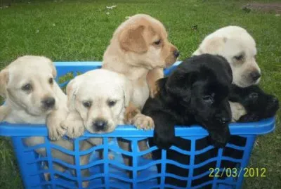 tiernos