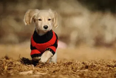 perrito