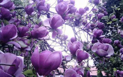 ImÃ¡genes jigsaw puzzle