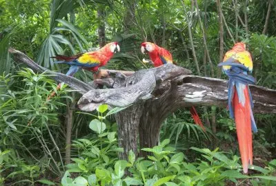 aves multicolores
