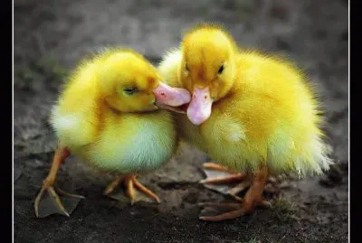 ImÃ¡genes jigsaw puzzle