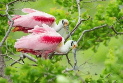 ImÃ¡genes jigsaw puzzle