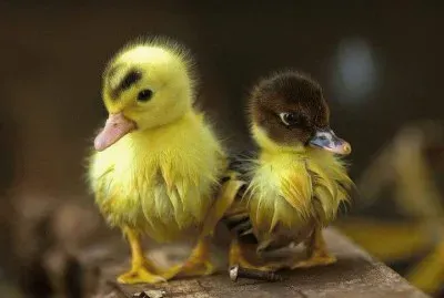 ImÃ¡genes jigsaw puzzle