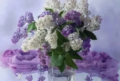 Purple and White Lilacs