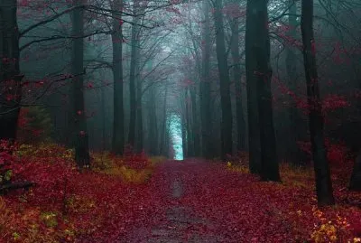 autumn in the forest jigsaw puzzle