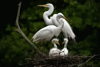 פאזל של egret and chicks