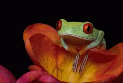 red-eyed tree frog