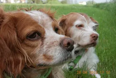 Lisa e Stella