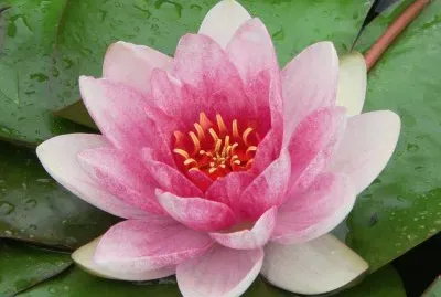 flores